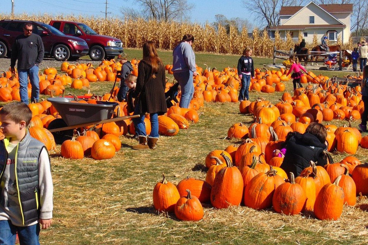 Families selecting orange pumpkins in a field at a Chicagoland farm on an October afternoon