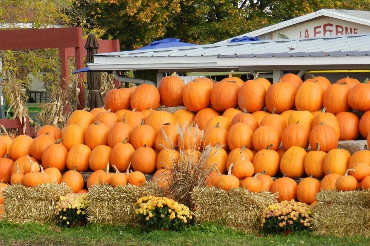 Hay bales, pumpkins and a corn maze path at Jack's Pumpkin Pop-Up on Goose Island, with visitors walking the grounds.