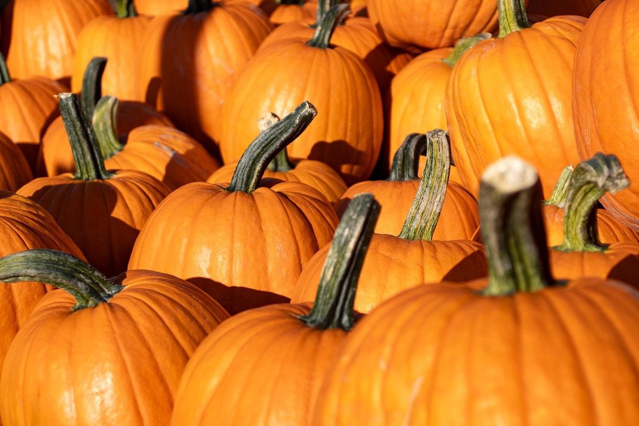 Visitors walking through a pumpkin patch at Sonny Acres farm in West Chicago during the fall festival